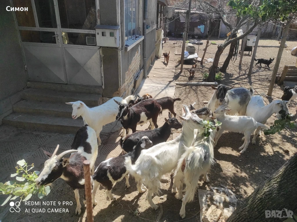Ярета, кози и пръчове, снимка 1