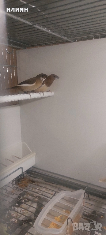 Японски амадини ,мъжка гулдова, снимка 1