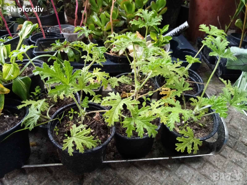 Индрише, снимка 1