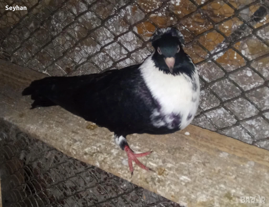 Чирпански гълъби , снимка 1