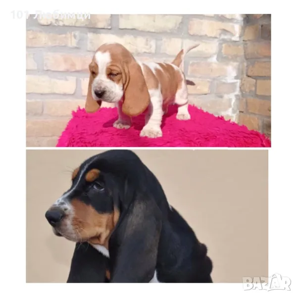 Басет хаунд , снимка 1