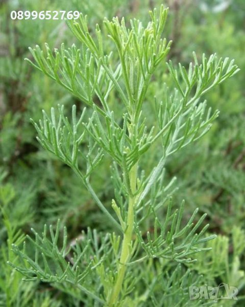 Храстовиден пелин (Artemisia abrotanum), снимка 1