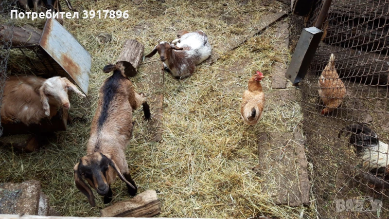 Ярета с.Баня, общ. Панагюрище, снимка 1