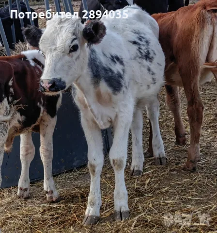 телета бозайници, отбити, за клане , снимка 5 - Крави - 56158184