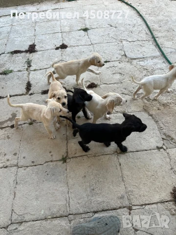 Бебета кученца на 3 месеца, снимка 1