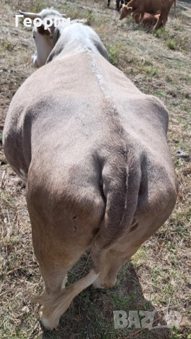 Продавам месодайна крава цена , снимка 6 - Крави - 52007516