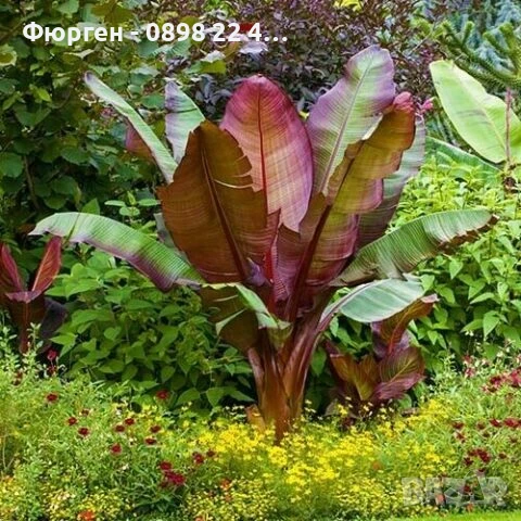 Банановото дърво на Абисиния - Червен Банан  или етиопски банан