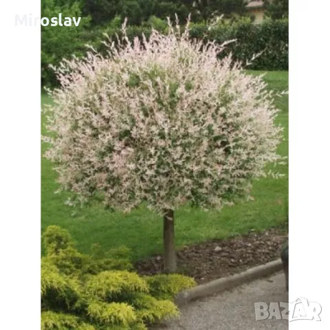 Японска върба (salix hakuro-nishiki), снимка 6 - Градински цветя и растения - 49313917