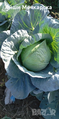 Продавам зеле Чиърс на едро , снимка 4 - Други - 52086423