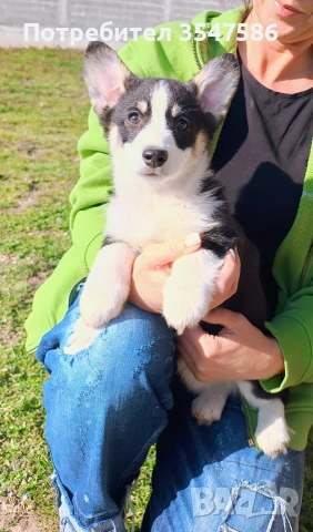 Трицветно кученце Уелско корги пембрук - мъжки, снимка 15 - Други - 53220591