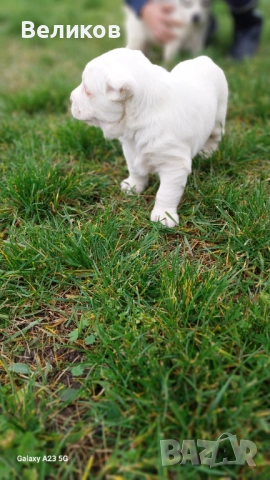 Алабай кученца Мъжкари , снимка 14 - Алабай - 52933193