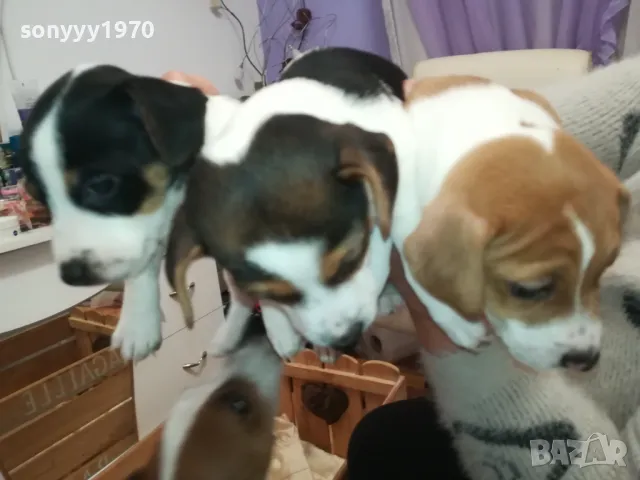 ДЖАК РЪСЕЛ-2025 ГОДИНА-250ЛВ ЗА 1 БРОЙ-КРАЙНА ЦЕНА 2501252054