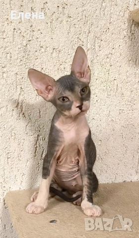 Донски Сфинкс момченце с родословие