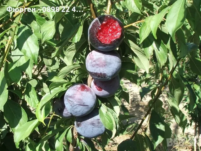 Слива Черен Сплендор - BLACK SPLENDOR, снимка 5 - Разсади - 47897945