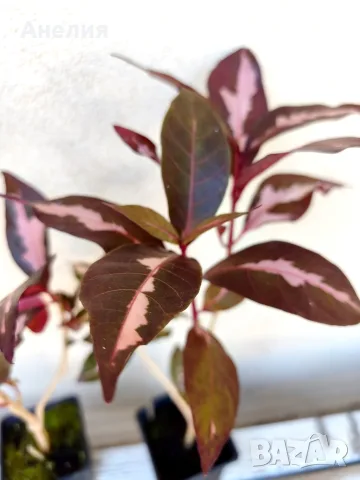 Карикатурен храст Graptophyllum pictum