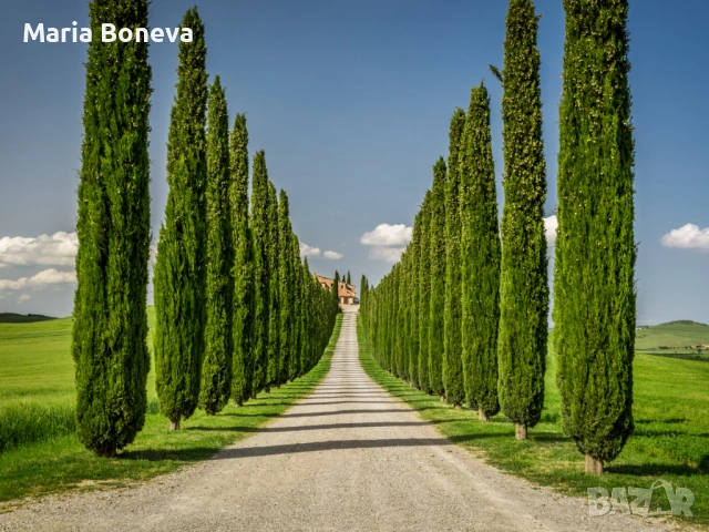 Кипарис Средиземноморски Тотем 100-110 см , снимка 2 - Градински цветя и растения - 53841380