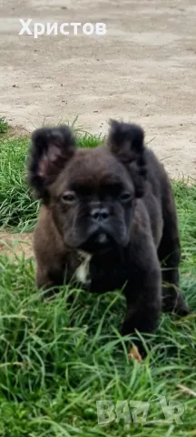 Женски Флуфита френски булдог бебета, снимка 7 - Френски булдог - 49444201