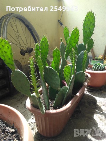 Саксии с незамръзващ кактус  , снимка 11 - Стайни растения - 41240742
