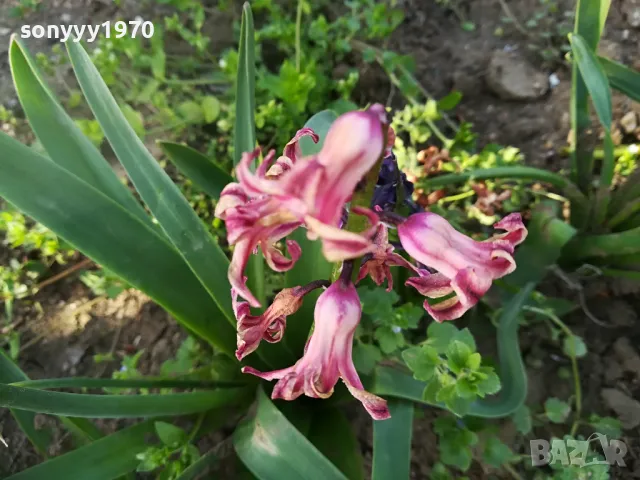 ЗЮМБЮЛ 25ЛВ ЗА ЕДИН В САКСИЯ С ПОЧВА 1104250530, снимка 3 - Градински цветя и растения - 49853465