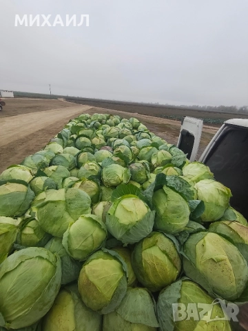 Прясно и крехко зеле Кьосе , снимка 6 - Разсади - 52236304