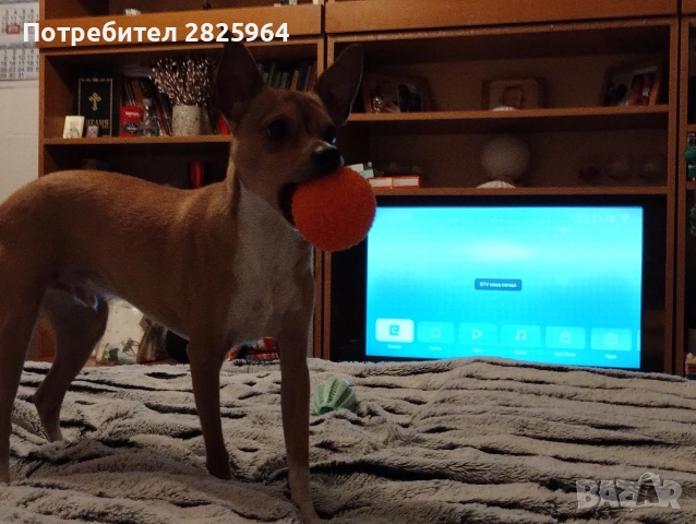 Сърнист пинчер на 1г. - мъжки, кастриран, снимка 5 - Пинчер - 52858061