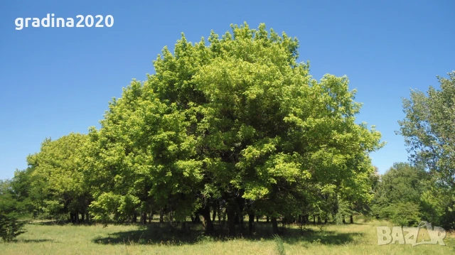 Ясенолистен явор, снимка 2 - Разсади - 51394336