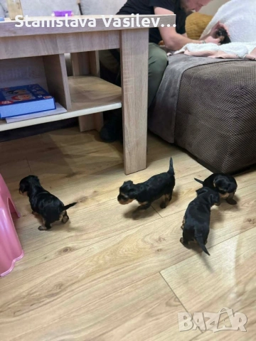 Бебета Йоркита Продават се йоркширски териери, снимка 3 - Йоркширски териер - 53044636