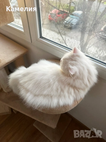 Бял персийски котарак за разплод, снимка 7 - Персийска - 53778447