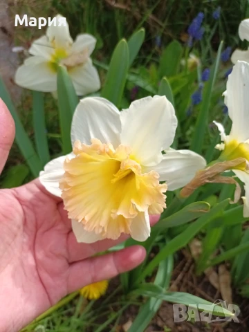 Предлагам 5 сорта много едри нарциси, снимка 2 - Сортови семена и луковици - 51213645