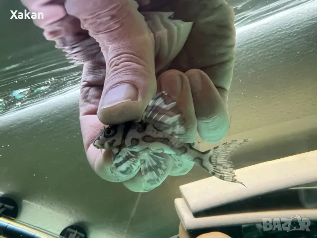 L 236 SW и SY 6.5-7см, снимка 6 - Рибки - 50275511