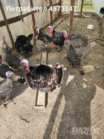 женски и мъжки пуики, снимка 3 - Кокошки и пуйки - 53754501