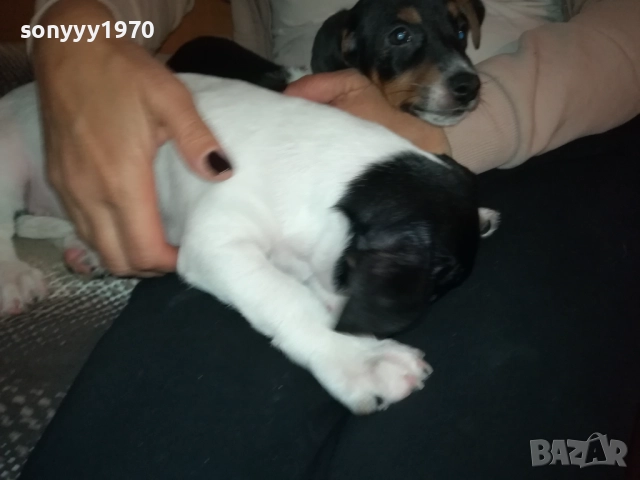 ДЖАК РЪСЕЛ-БЛАГА МУЦУНКА ЖЕНСКО НА 3 МЕСЕЦА 2510252107, снимка 7 - Джак ръсел териер - 52180647
