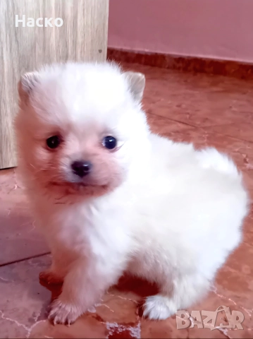 Померански шпиц