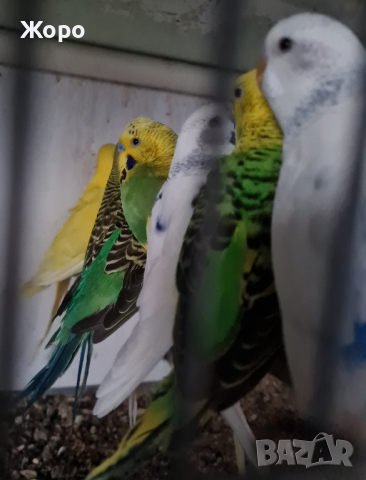Продавам работещи чифтове вълнисти папагалчета, снимка 8 - Папагали - 44711306