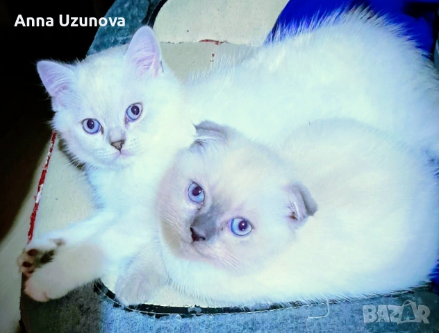 Шотландски/британски сребърни чинчили , снимка 2 - Британска късокосместа - 53426663