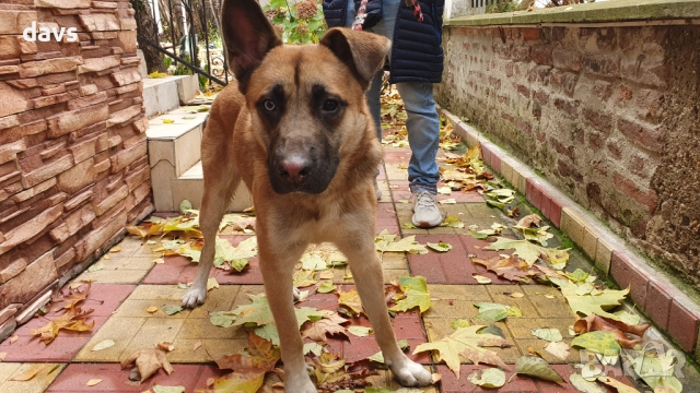 Страхотен Шарено-Очко търси Дом, снимка 12 - Други - 52578048