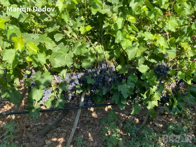 Грозде сорт Блек Маджик, снимка 2 - Разсади - 55623949