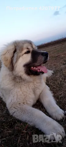 Кавказки овчарки , снимка 11 - Кавказка овчарка - 46973377