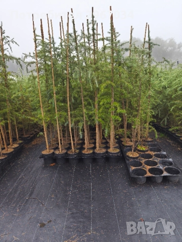 хималайски кедър 