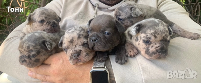 Френски Булдог French bulldog , снимка 1