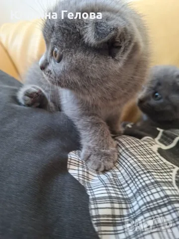 Шотландска клепоуха котка