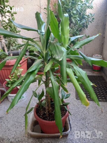 Драцена маргината и Драцена фрагранс, снимка 3 - Стайни растения - 42065724