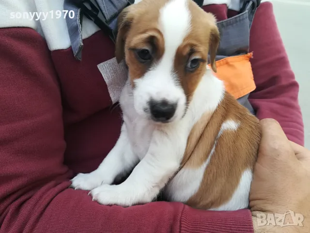 ПРОДАВАМ ДЖАК РЪСЕЛ 1505251425, снимка 2 - Джак ръсел териер - 50299998