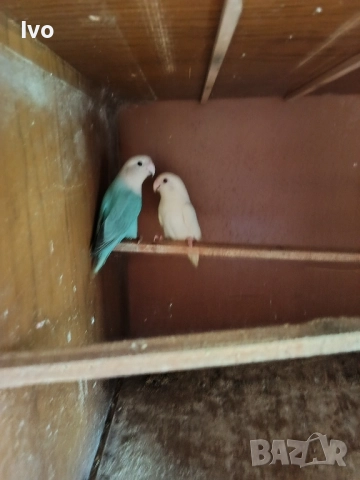 Двойка Неразделки 