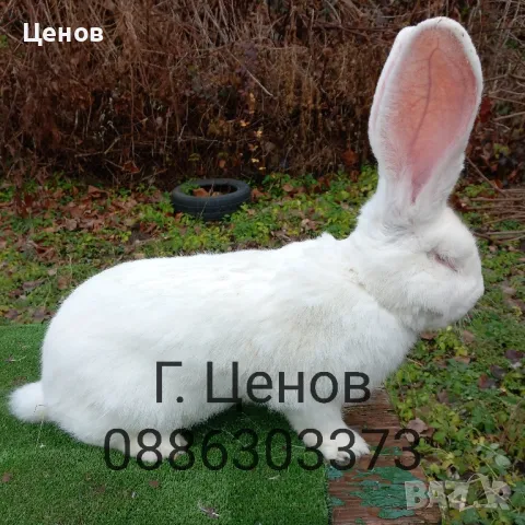 Продавам бели великани