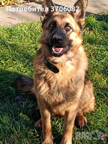 Продавам немска овчарка на година и половина не е агресивен кастриран за повече информация 089903513, снимка 6 - Немска овчарка - 52733472