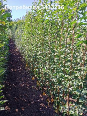 Овощен посадъчен материал 2025, снимка 3 - Разсади - 52365566