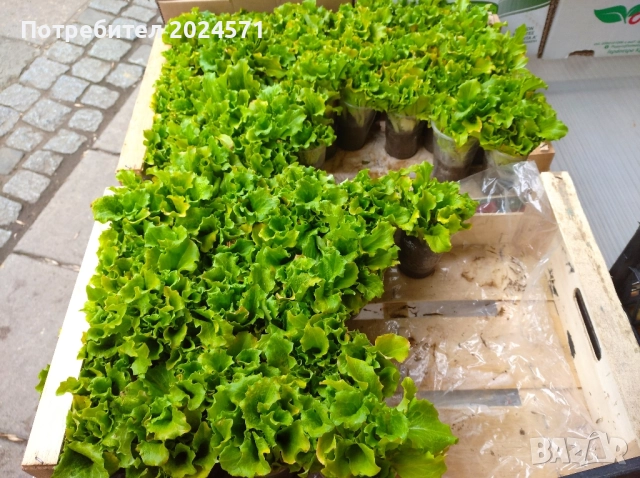 Разсад- къдрава марула 0.50 лв. , снимка 2 - Разсади - 51811313