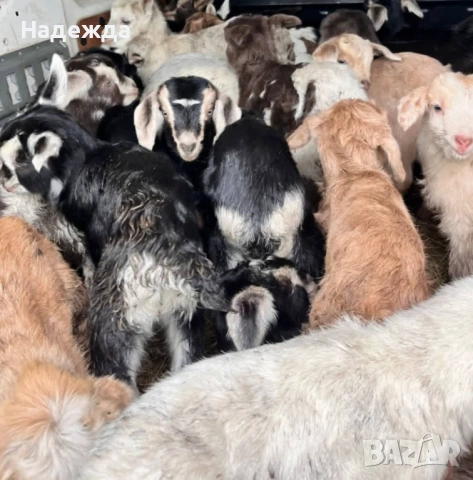 новородени ярета за доотглеждане