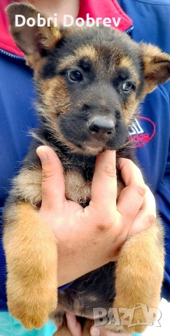 немска овчарка на 70 дни, снимка 1